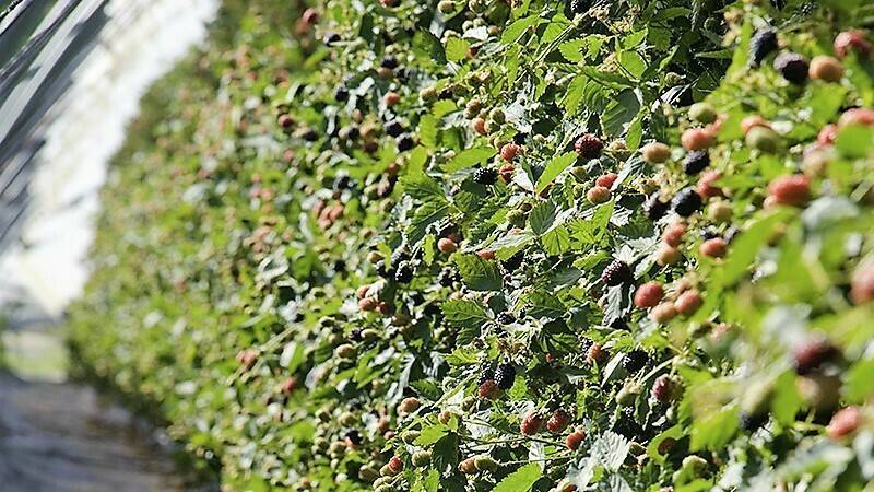 Plantación de moras|oidio en hoja de mora|hojas mora tratamiento